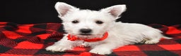 West Highland Terrier dogs for sale: Eva - Ad 2