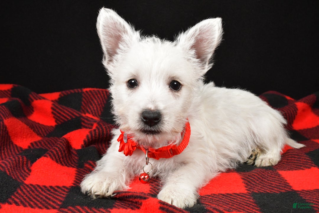 West Highland Terrier dogs for sale: Eva - Ad 2
