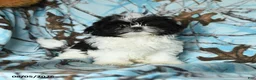 Shih Tzu dogs for sale: Kolby - Ad 4