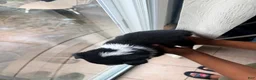 Mixed Breed dogs for sale: MilkyWay - Ad 2
