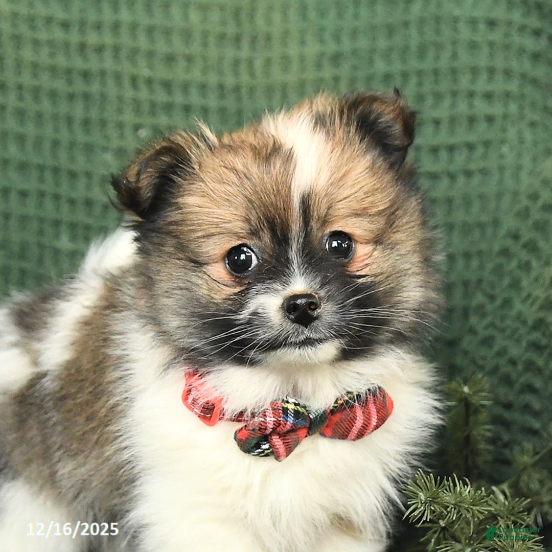 Pomeranian dogs for sale: Diane - Ad 4