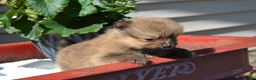 Pomeranian dogs for sale: Winx - Ad 3
