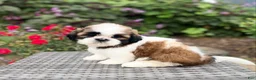 Shih Tzu dogs for sale: Lena - Ad 3