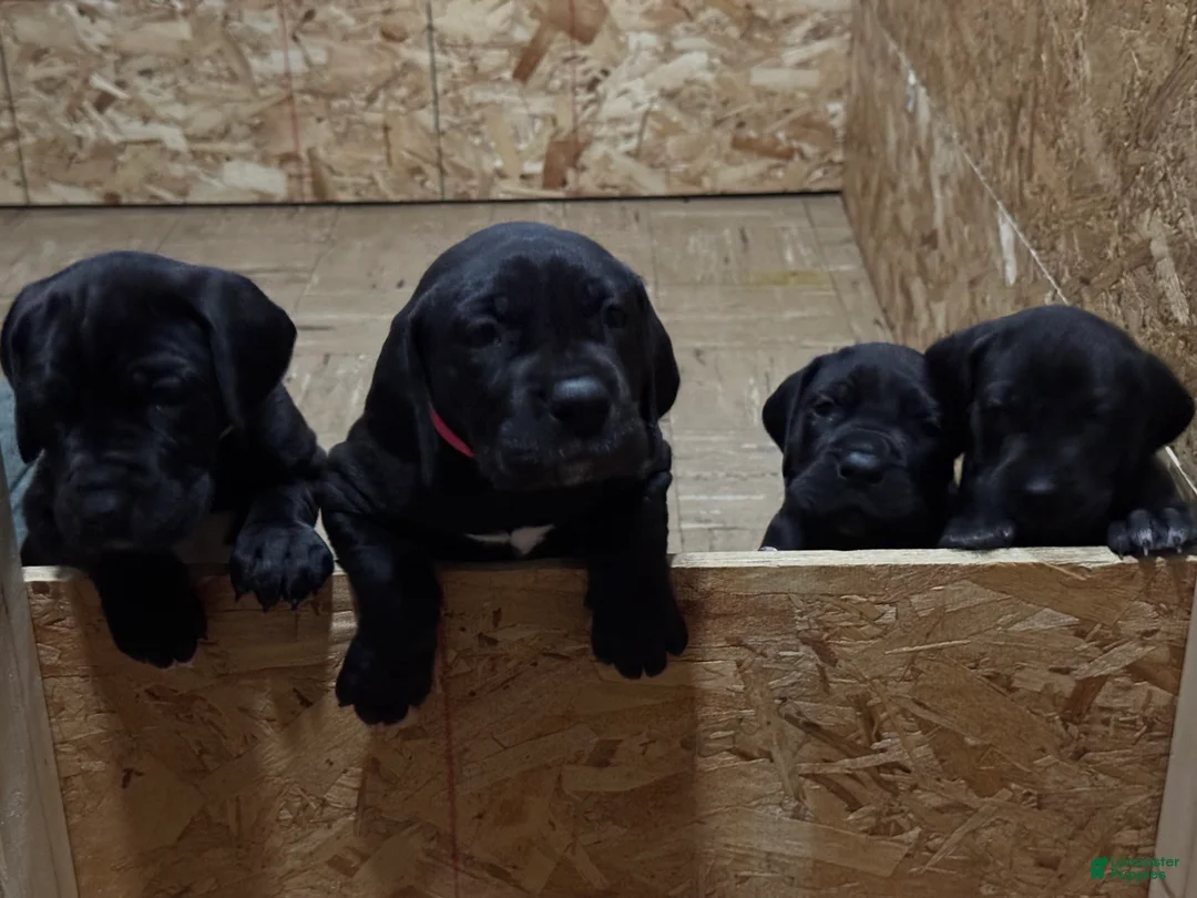 Great Dane dogs for sale: Tobie - Ad 22