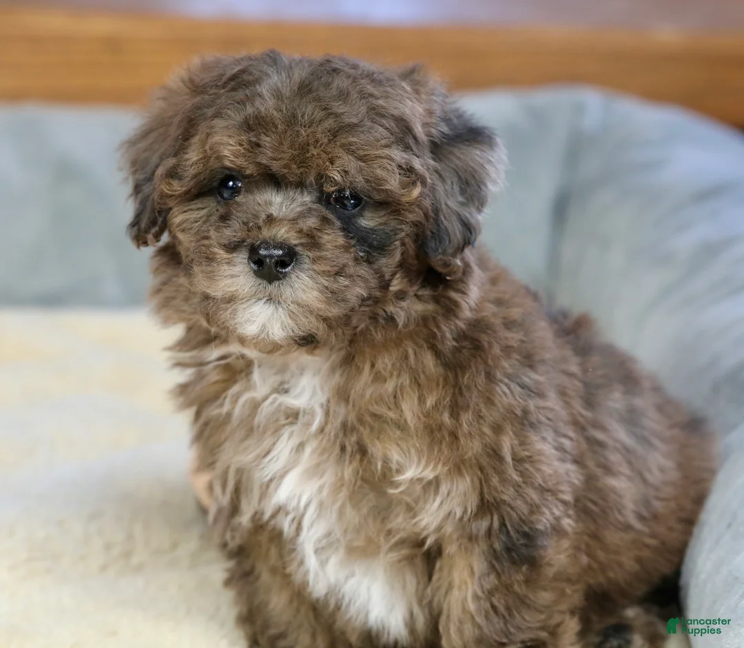 Miniature Poodle dogs for sale: Huxlee - Ad 8