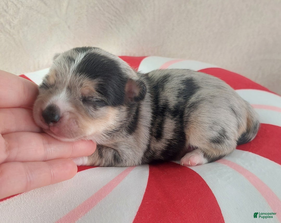Chihuahua dogs for sale: Micah - Ad 9