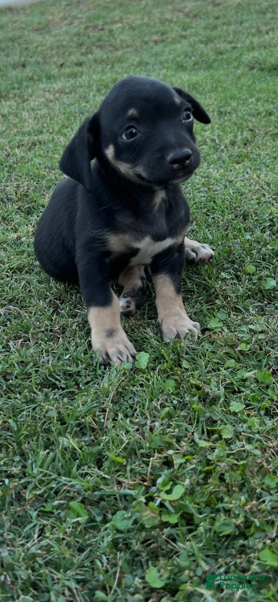 Jack Chi dogs for sale:  1 - Ad 1
