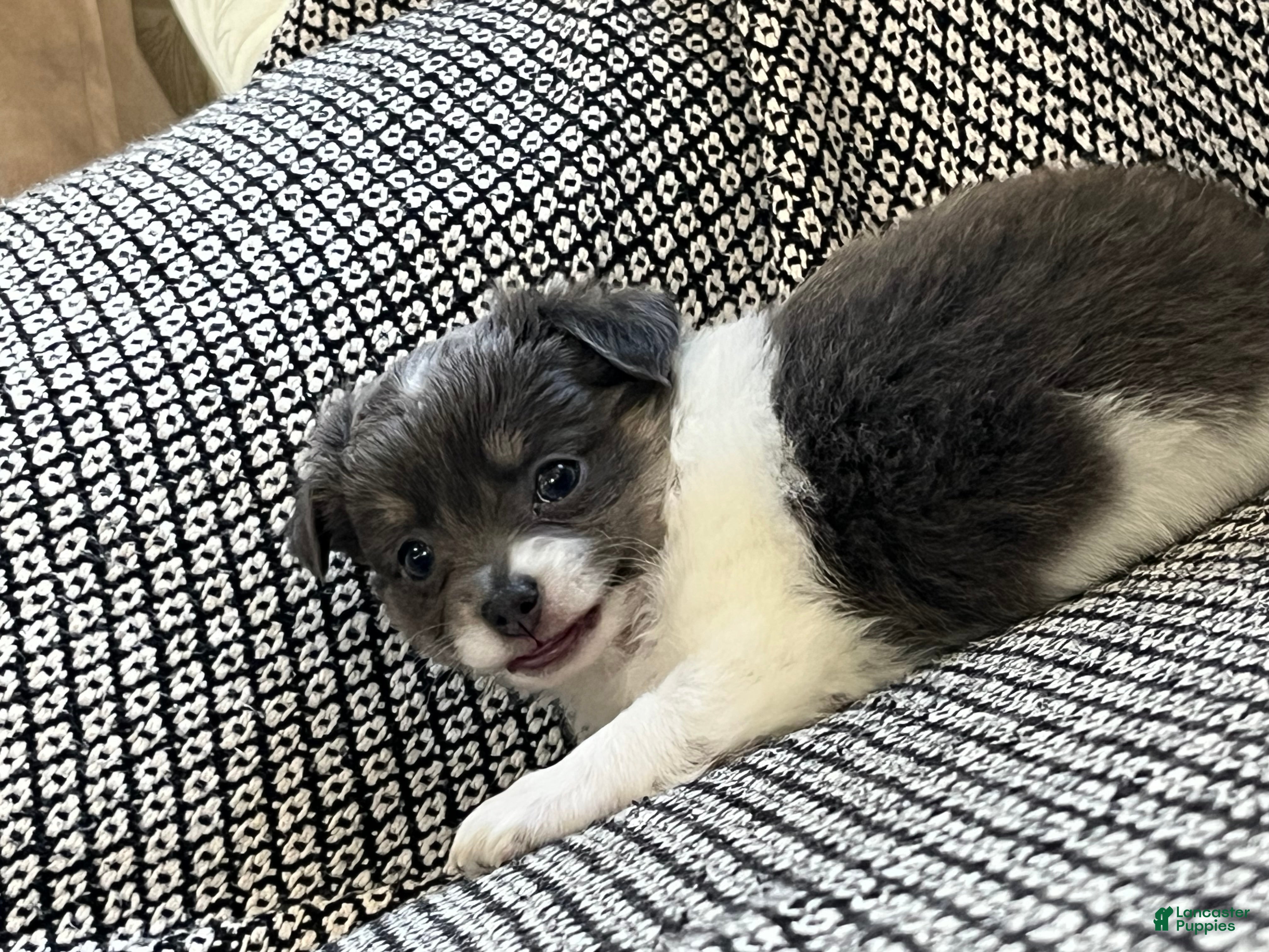 Chihuahua dogs Navaeh - Ad 1