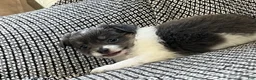 Chihuahua dogs for sale: Navaeh - Ad 3
