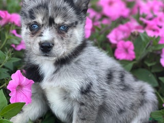 Mixed Breed dogs - Ad 18