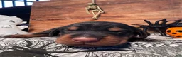 Doberman Pinscher dogs for sale: GhostFace: European Bloodlines - Ad 4