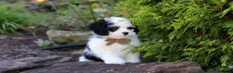 Cavapoo dogs for sale: Brady - Ad 11