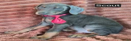 Doberman Pinscher dogs for sale: Scout - Ad 3