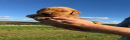 Golden Retriever dogs for sale: Charlie  - Ad 5