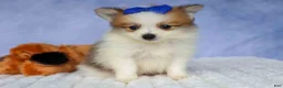 Pomeranian dogs for sale: Evan🐶  - Ad 5