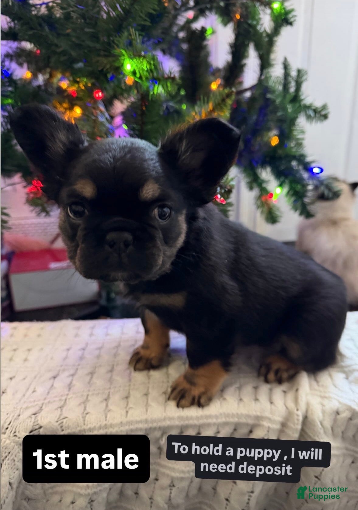 French Bulldog dogs French Bulldog Puppy 1 - Ad 29