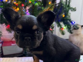 French Bulldog dogs French Bulldog Puppy 1 - Ad 37