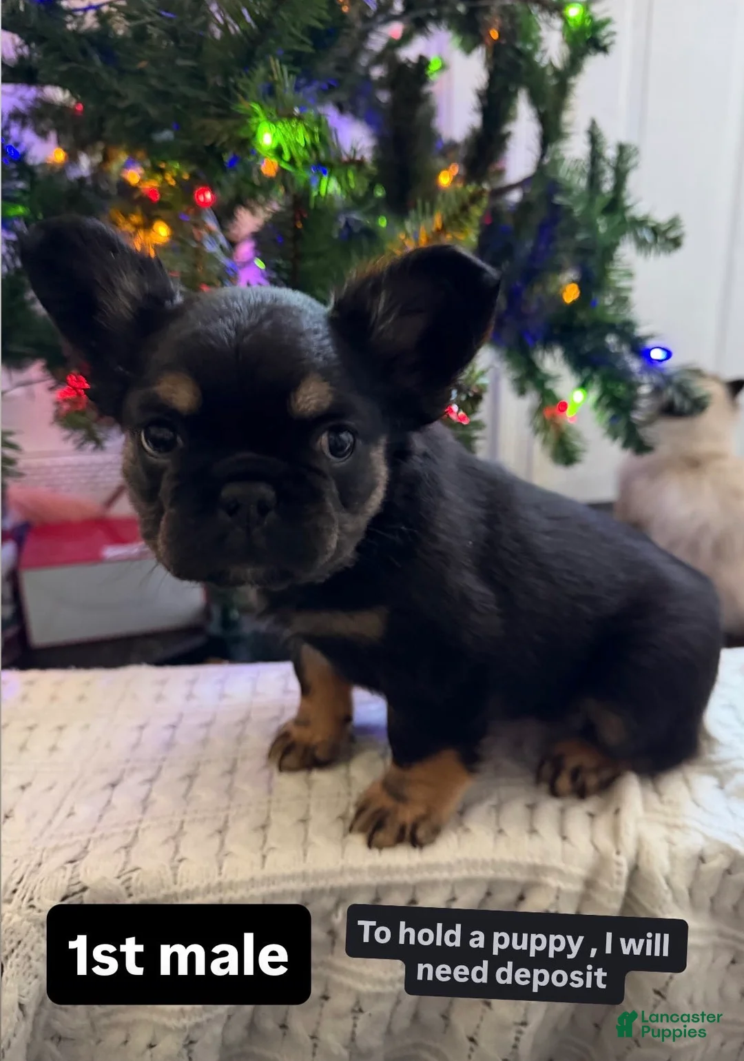 French Bulldog dogs for sale: French Bulldog Puppy 1 - Ad 1