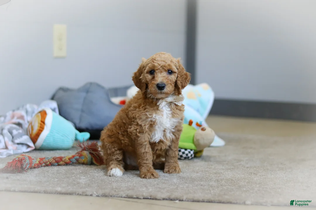 Standard Poodle dogs for sale: Zoey AKC - Ad 1