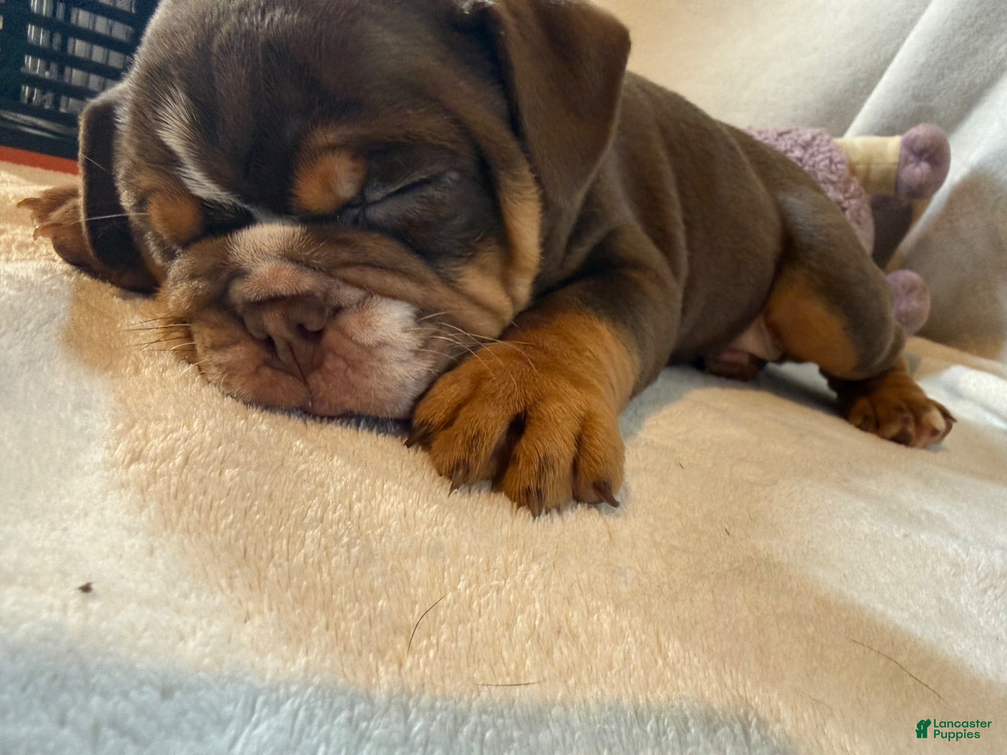English Bulldog dogs Coco - Ad 1