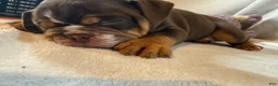 English Bulldog dogs for sale: Coco - Ad 1