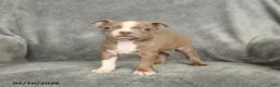 Boston Terrier dogs for sale: Diamond - Ad 1