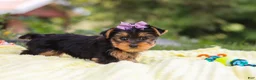 Yorkshire Terrier dogs for sale: Millie - Ad 6