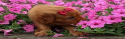Golden Retriever dogs for sale: Quinny 🐾  - Ad 9