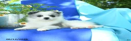 Pomeranian dogs for sale: Molly - Ad 3