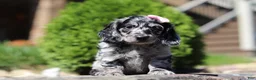Dachshund dogs for sale: Brielle (AKC) - Ad 4