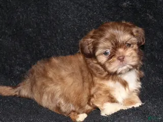 Shih Tzu dogs Marty - Ad 8