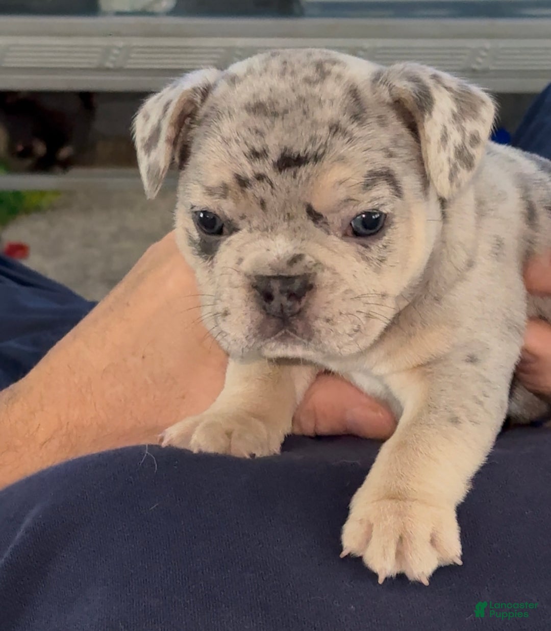 French Bulldog dogs for sale: French Bulldog Puppy 1 - Ad 2