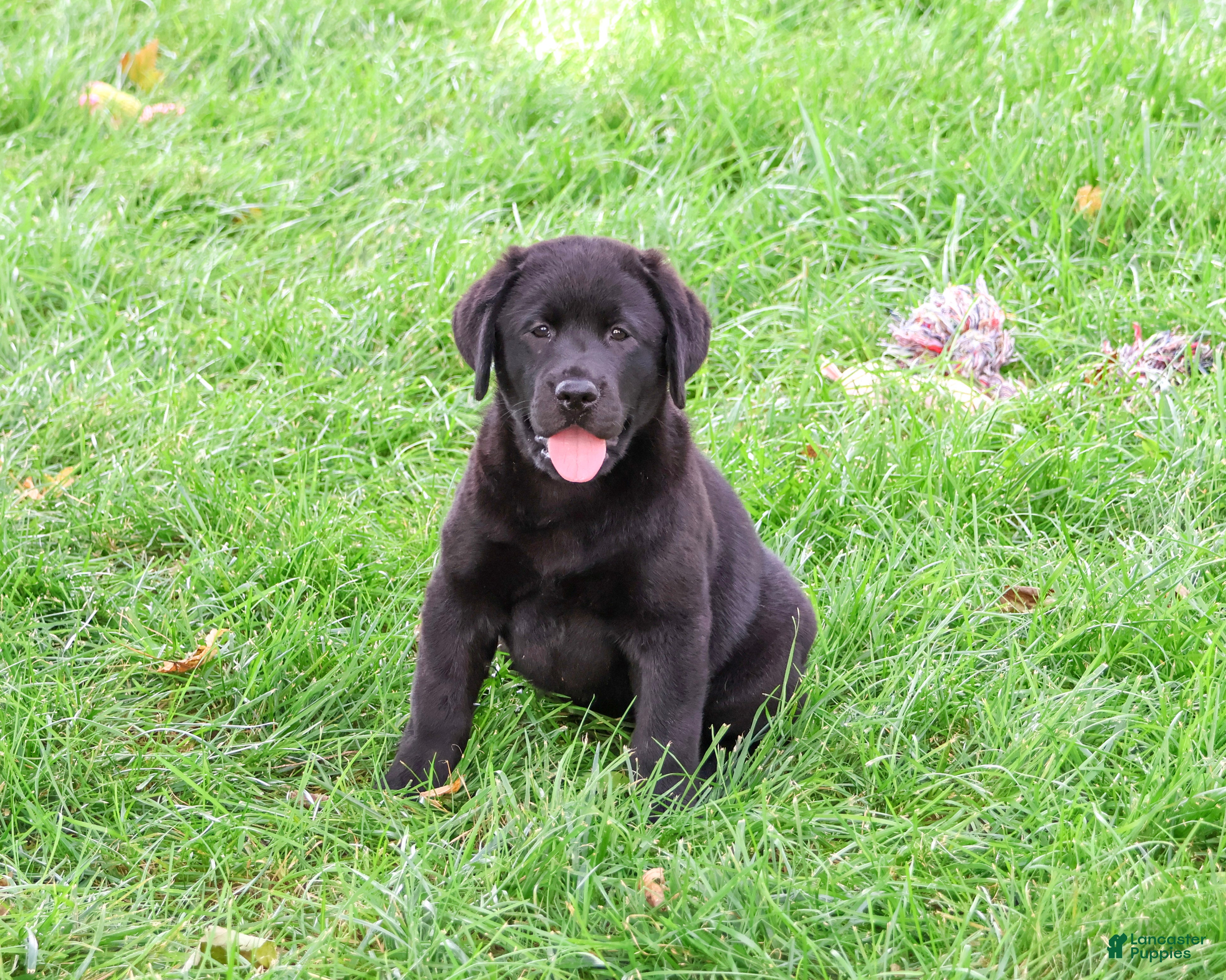 Labrador Retriever dogs Brooke - Ad 23