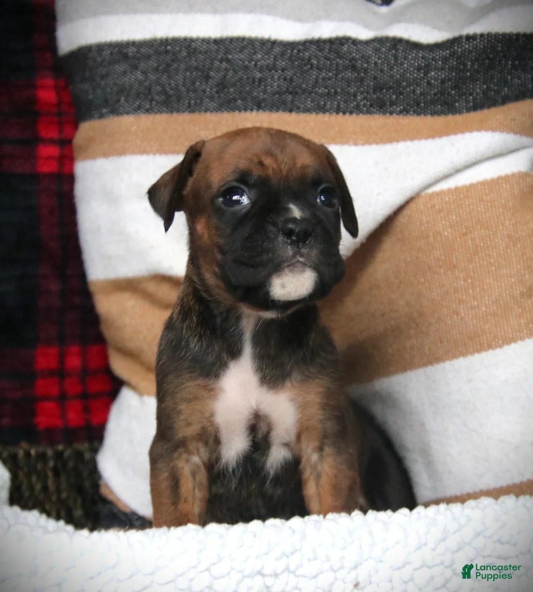 Boxer dogs for sale: Allie - Ad 3