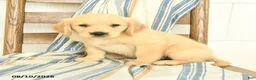 Golden Retriever dogs for sale: Jake - Ad 3