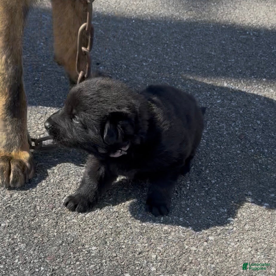 German Shepherd dogs TUECHA - Ad 2