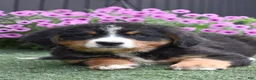 Bernese Mountain Dog dogs for sale: Debby - Ad 2