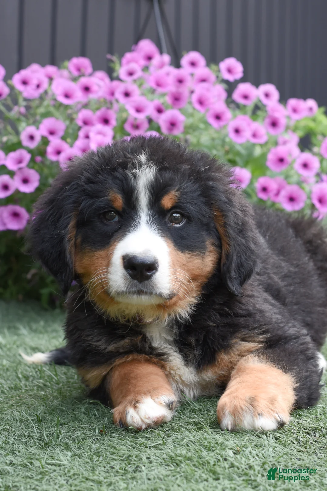 Bernese Mountain Dog dogs for sale: Debby - Ad 2