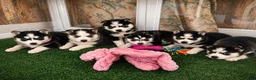 Pomsky dogs for sale: Rambo- Brown Collar - Ad 3