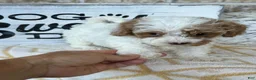Cavapoo dogs for sale: Reese - Ad 6