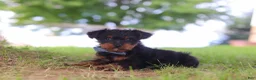 Yorkiepoo dogs for sale: Fudge - Ad 4