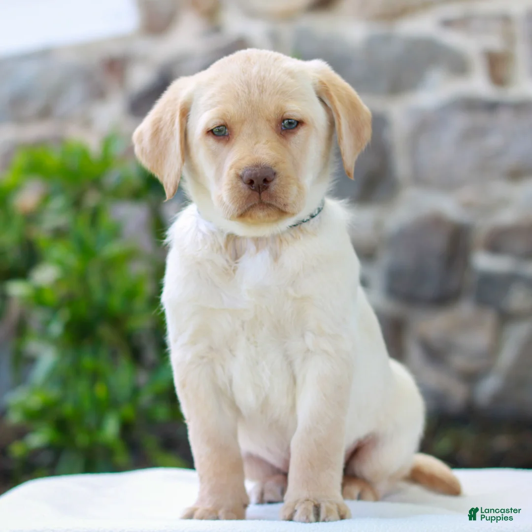 Labrador Retriever dogs for sale: Thomas  - Ad 1
