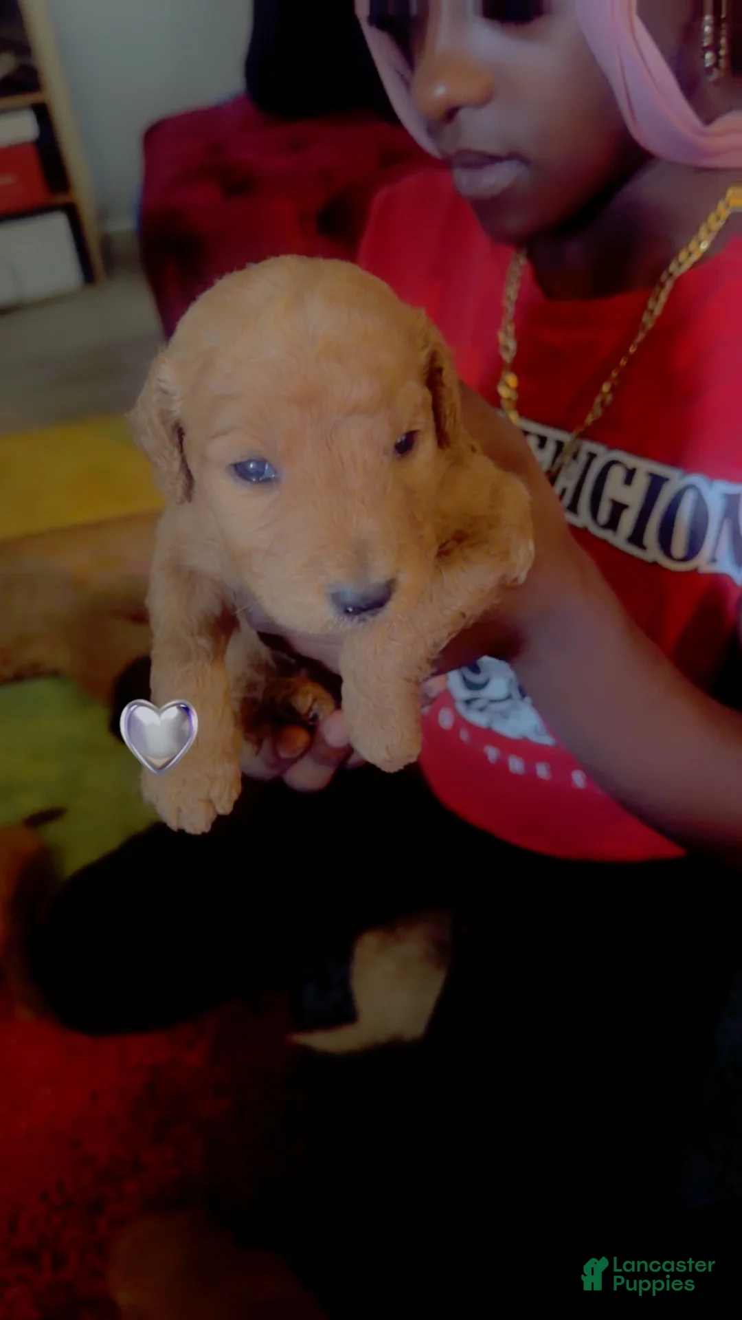 Goldendoodle dogs for sale: Goldendoodle 5 - Ad 1