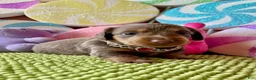 Dachshund dogs for sale: Dachshund Puppy 1 - Ad 6