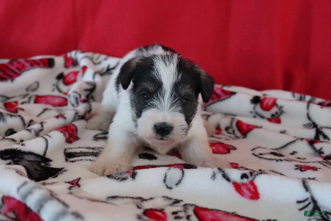 Miniature Schnauzer dogs for sale: tina - Ad 4