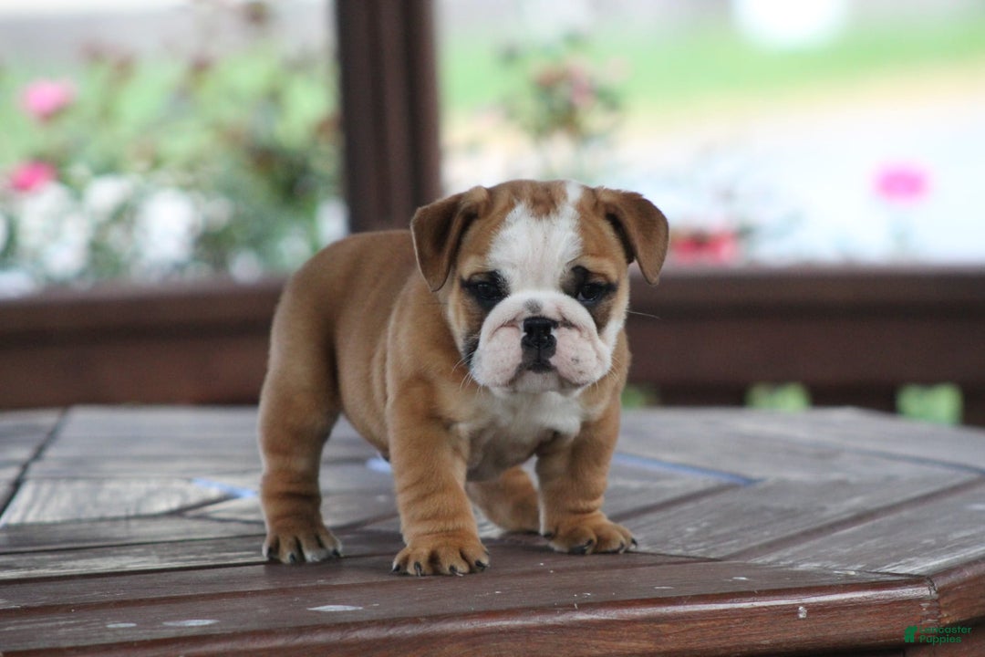 Puppy Training Week Old English Bulldog Puppies Blair, A Blue Fawn