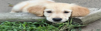 Churro - Female