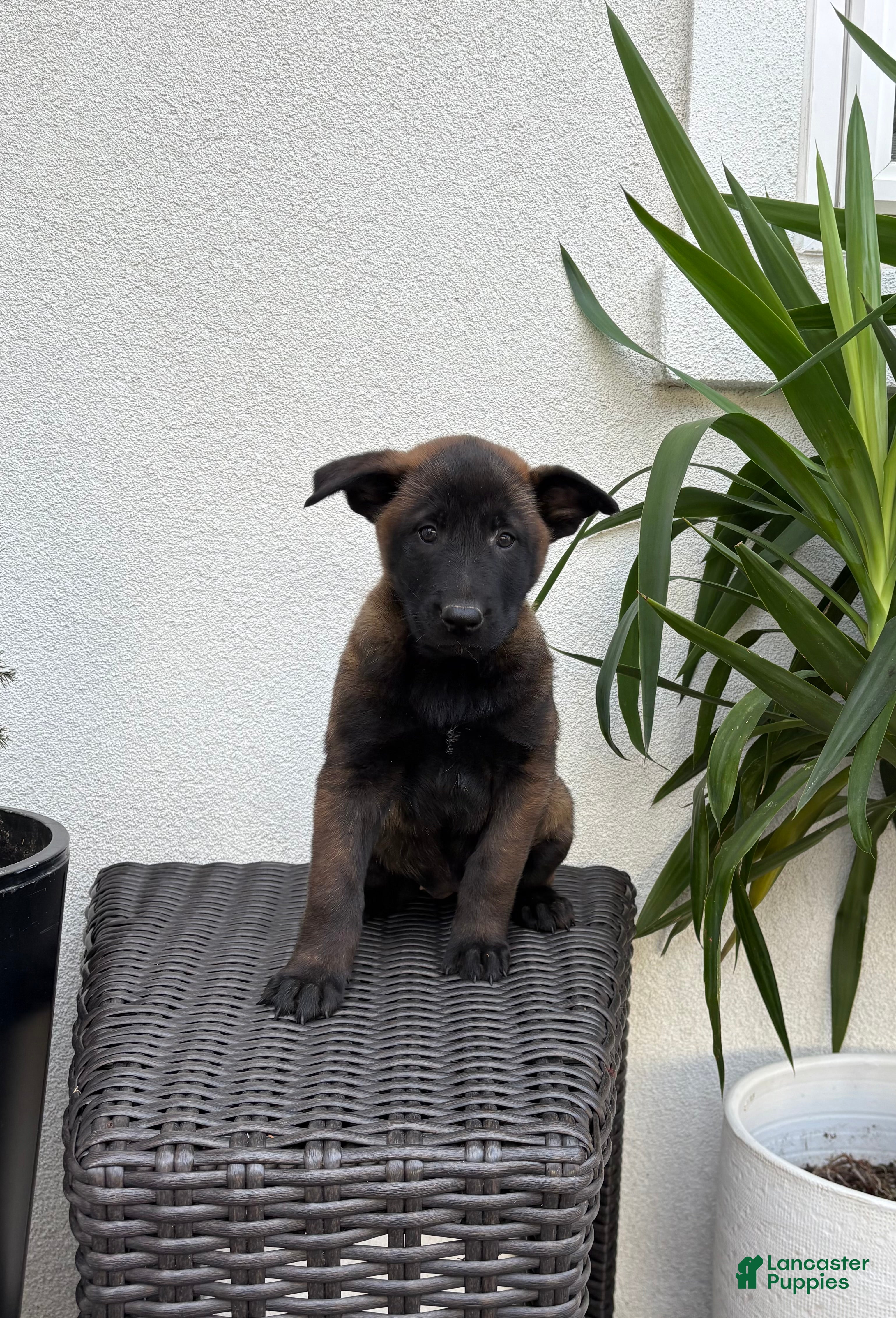 Belgian Malinois dogs Belgian Malinois Puppy (Mia) - Ad 2