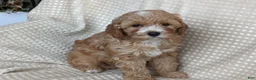 Cavapoo dogs for sale: Darcy - Ad 4