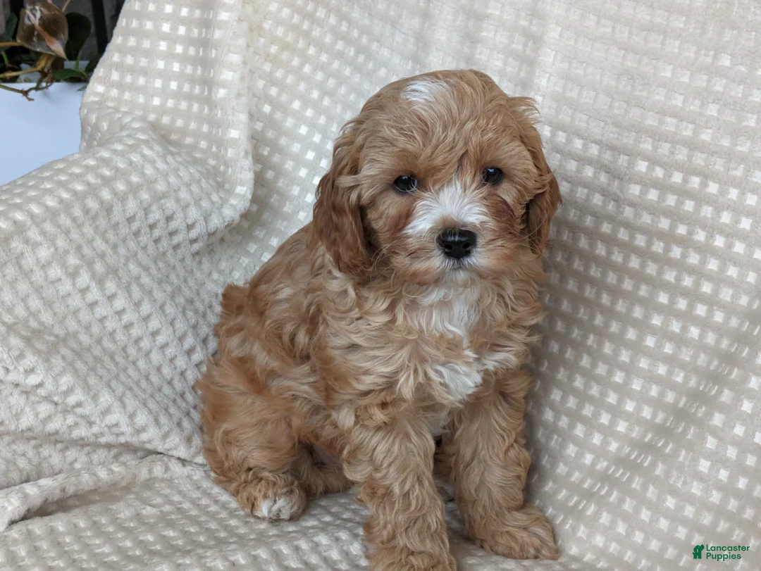 Cavapoo dogs for sale: Darcy - Ad 4